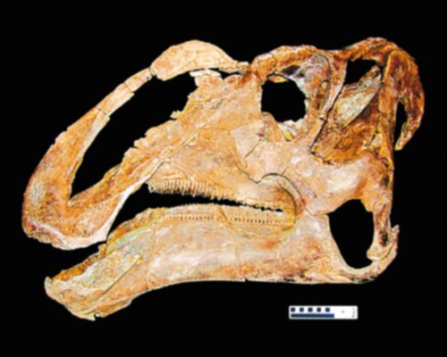 Hallan restos de dinosaurio con hocico dentudo