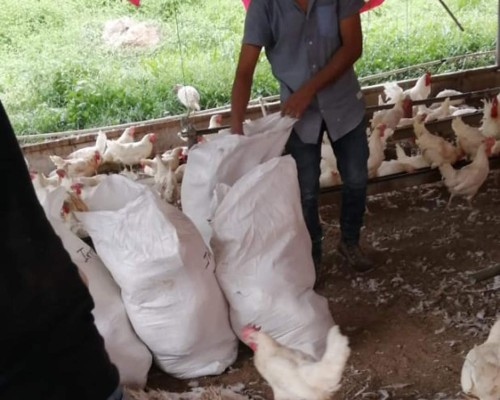 Matanza de 12,000 pollitas amenaza al sector avícola