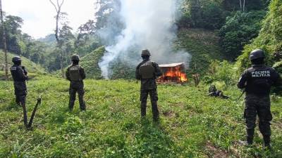 El Ministerio Público y militares terminar este jueves de erradicar una plantación de hoja de coca en la montaña de Apacilagua, sector de Palestina, municipio Patuca Olancho.