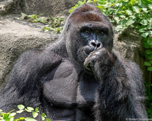 Experta en primates dice que gorila solo protegía al niño