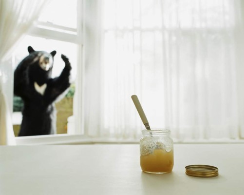 Oso hambriento entra a un apartamento y 'saquea' un refrigerador