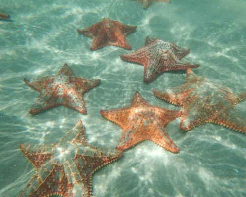 Curla investiga estrellas de mar que están a punto de desaparecer en Honduras