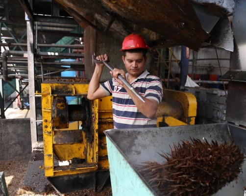 Palmeros destacan en producción sostenible con el ambiente