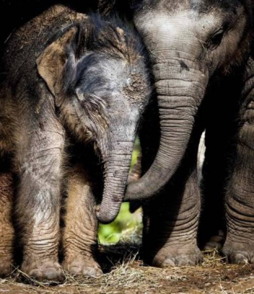 HOLANDA. Primeros pasos. Un bebé elefante es exhibido junto a su madre Kina en el zoológico de Amersfoort, Holanda.