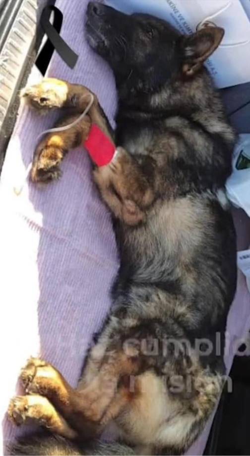 Esta es la imagen difundida de Proteo recibiendo atención en Turquía.