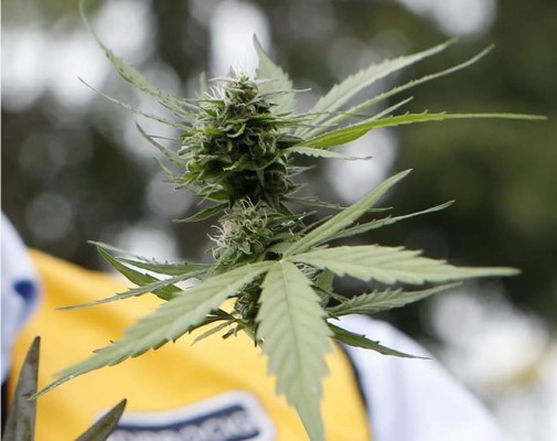 La marihuana legal se abre paso en EUA, donde tendrá su primer 'resort'