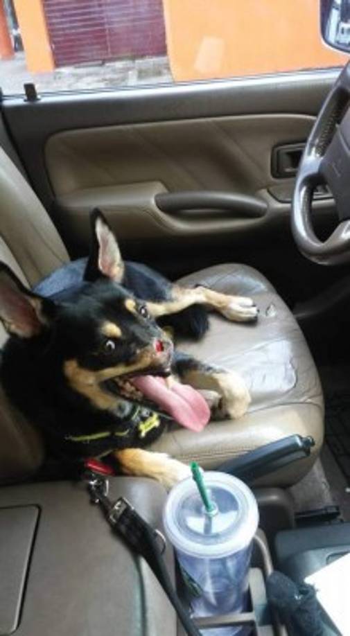 A partir del caso de este perro se intensificó la lucha contra el maltrato animal y el impulso de la ley, que fue una promesa de la campaña de 2014 del presidente Solís. Foto: Duke el Guerrero@DukeelGuerrero