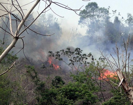 Cultivo de palma destruye montaña Nombre de Dios en Tela