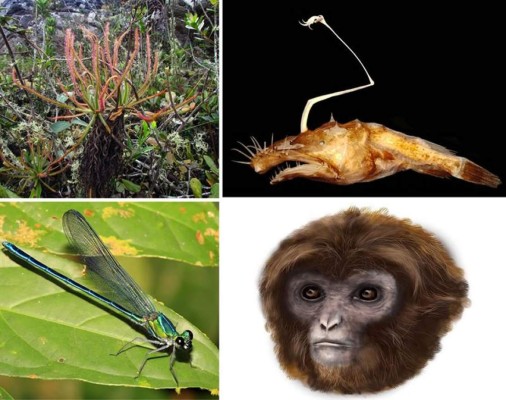 Una planta descubierta en Facebook y una tortuga de Galápagos, 'Top Ten' de las especies