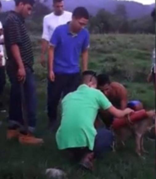 En enero un video descubrió a un grupo de jóvenes que explotaron a un perro atándole dos enormes morteros a su cuerpo, en El Negrito, Yoro, al norte de Honduras. Por este caso el Ministerio Público investigó a un grupo denominado 'Team Racing'. <br/>