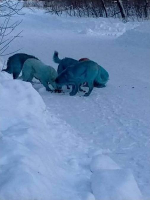 Incluso en la noche, los perros, de profuso pelaje para soportar las gélidas temperaturas rusas, el pelaje se torna azul.