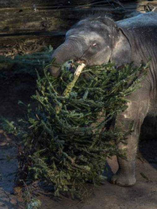 Praga. Un abeto para la dieta. Un elefante asiático saborea las ramas de un árbol de Navidad en el Zoo de Praga, República Checa.