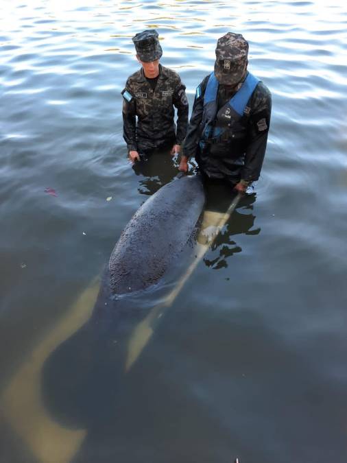 Tras varias horas, miembros del Comité Marino Costero se sumaron a las labores de rescate del animal. 