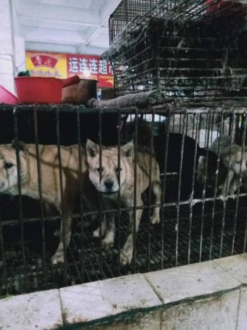 Los mercados siguen vendiendo animales salvajes y domésticos, como perros y gatos.