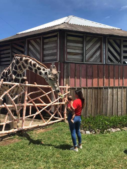 Curiosidades de “Big Boy”, la jirafa que enamoró a Honduras