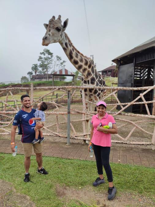 Curiosidades de “Big Boy”, la jirafa que enamoró a Honduras