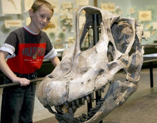 Berlín exhibe a partir de hoy un tiranosaurius rex