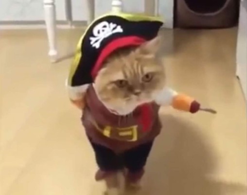 Se viraliza el gato disfrazado de pirata