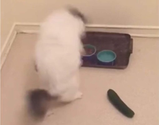 El gato que se aterroriza por un pepino