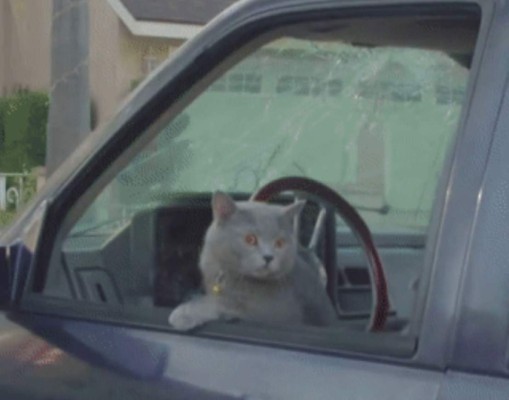 Gato que maneja atropella un ladrón y se convierte en héroe