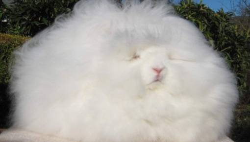 El Conejo M s Peludo Del Mundo el-conejo-m-s-peludo-del-mundo