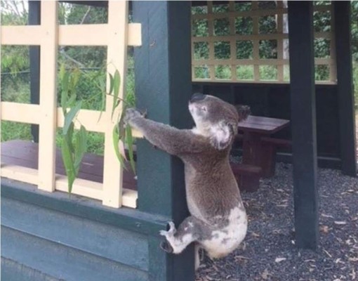 Australia investiga la muerte de un koala que apareció atornillado a un poste