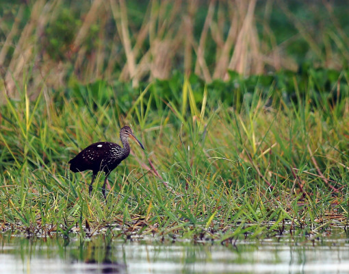 Un vistazo sobre los espejos del Lago de Yojoa