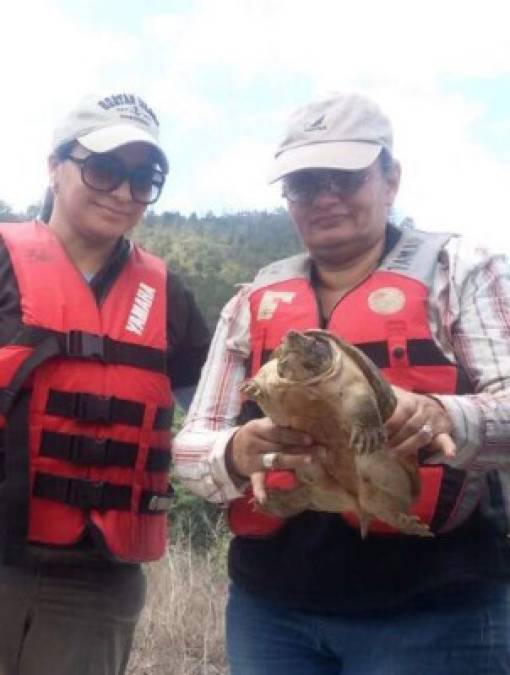 "La Fiscalía del Ambiente de San Pedro Sula y Fundación Protectora de Animales (Funapa) realizaron la liberación de 12 tortugas."