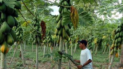 Los proyectos son muy variados siempre con enfoque social, como los del agro.