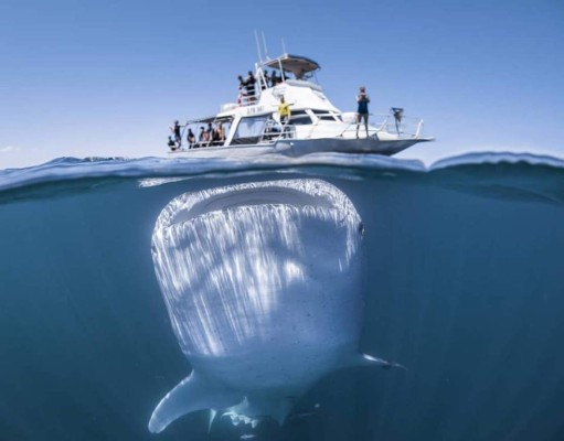 La impresionante imagen de un enorme tiburón debajo de un barco