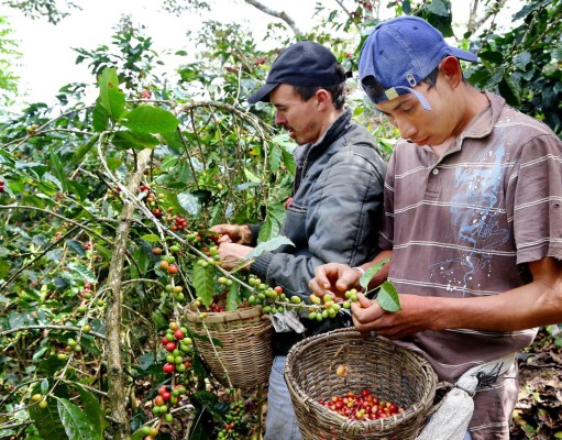 Cafetaleros prevén exportación récord de 7.2 millones de quintales
