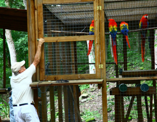 Honduras: Liberan a seis guaras rojas en Copán Ruinas