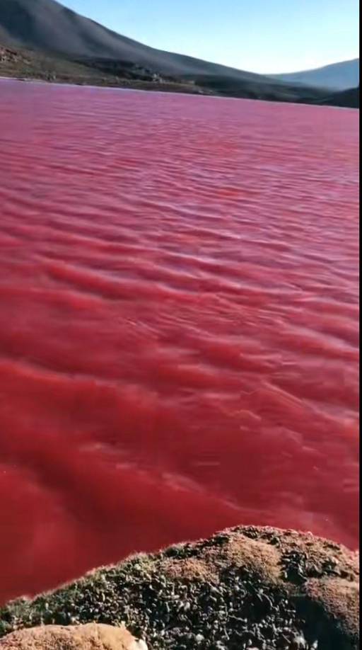 Según las explicaciones científicas este tipo de algas están presentes en ríos y mares profundos debido a que sus pigmentos se abastecen de la luz del sol que penetra en el agua. Una vez que los pigmentos absorben la luz azul y reflejan la roja, se convierten para mostrar su característico color rojizo.