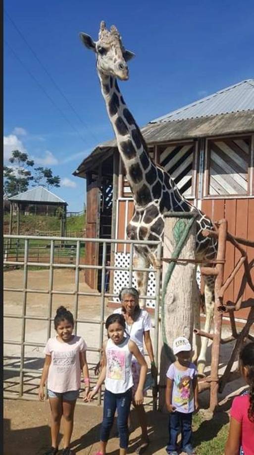 Según algunos relatos, hace unos años se le llevó una jirafa hembra a “Big Boy” pero no pudo lograr reproducirse.