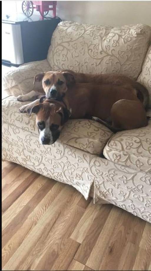 Parte de sus ganancias los destina destina al abastecimiento de comida para perros, golosinas y camas, pero Chan dice que ofrecer esas comodidades es parte de la razón por la que puede cobrar más que sus competidores de South Loop. Es justamente lo que ella buscaba cuando mandaba a cuidar su mascota.