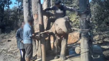 Captura de pantalla: Varios mahout maltratando a una cría de elefante
