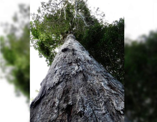 Estas son las diez nuevas especies más importantes descubiertas el último año