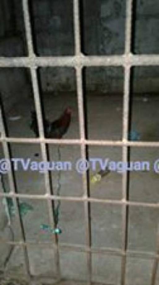 Se vio al animal entre rejas luego que fuera decomisado.