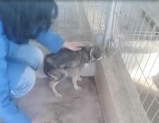 Reacción de una perrita maltratada cuando recibe un cariño