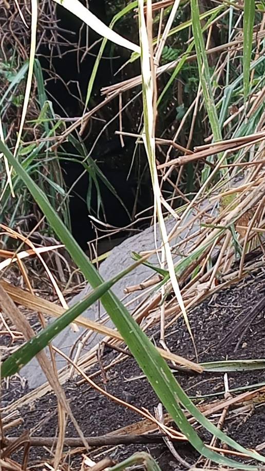 Desmantelan narcolaboratorio de la pandilla 18 en Choloma