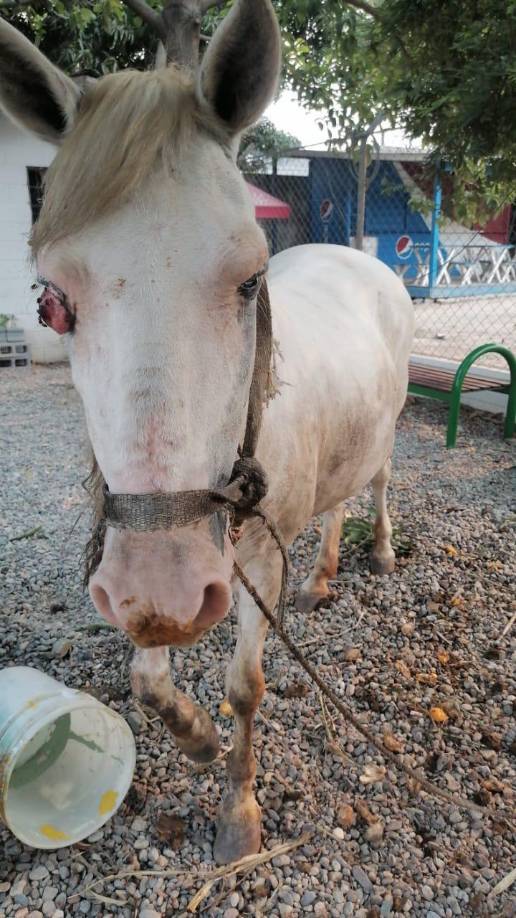 Don Héctor contó que Lucero tenía el fierro con una HD y fue robado en El Progreso y se sorprendió haberlo visto entre los caballos decomisados por la alcaldía a los carreteros.