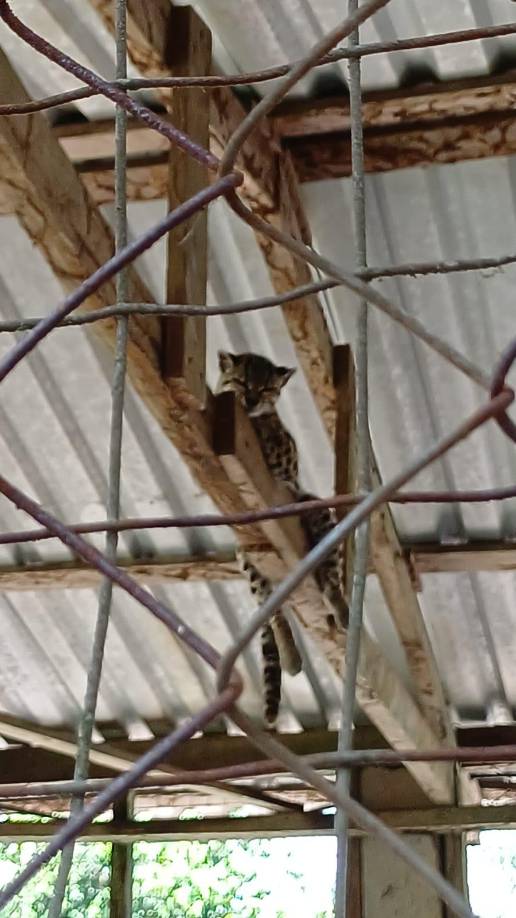 En enero de 2023, esta nueva administración gubernamental, dirigida por la presidenta Xiomara Castro, se comprometió a invertir 3.5 millones de lempiras para mejorar las condiciones de este recinto.