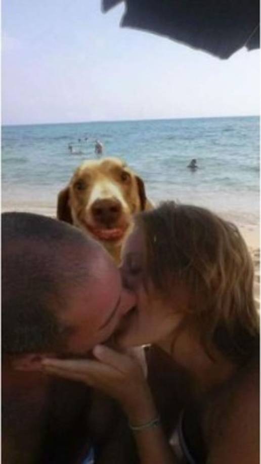 Un perro adornando el fondo.