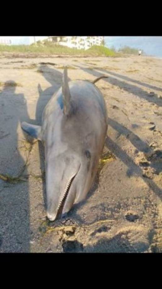 La mayor concentración de marea roja se registra en los condados de Sarasota, Charlotte, Lee y Collier, pero en el de Pinellas, más al norte, también proliferan estas tóxicas microalgas.