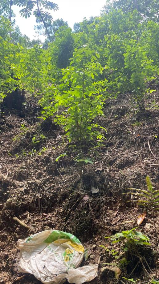 Las labores en ese sector montañoso son dirigidas por la Fiscalía Local de Trujillo con el apoyo de elementos del 15 Batallón de Fuerzas Especiales apostados en el Bajo Aguán.