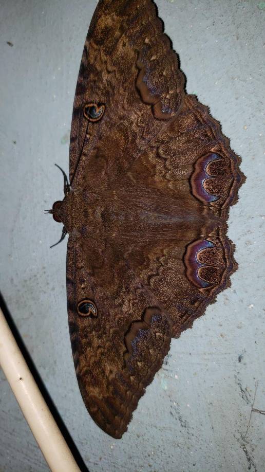 Cabe mencionar que, las mariposas son el perfecto símbolo del cambio y la transformación. Nacen como orugas y se convierten en bellos y coloridos insectos voladores.