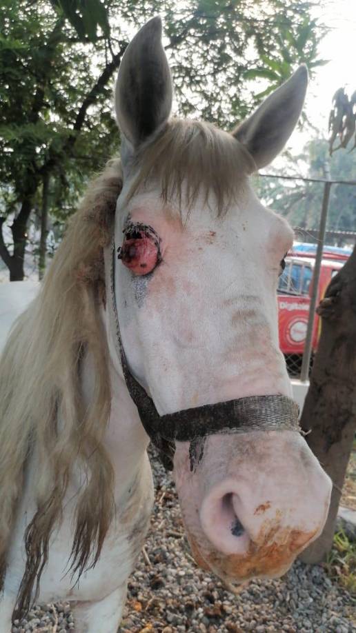 El propio alcalde denunció que la mayoría de carreteros andan caballos robados.