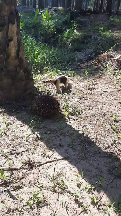 El animal fue captado por unos pobladores en el departamento de Colón. 