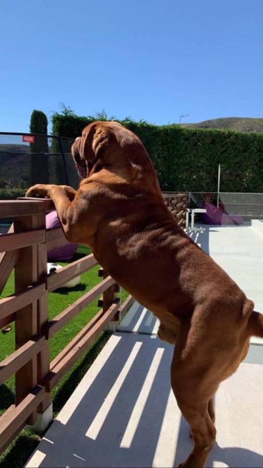 El origen de la raza de Hulk se remonta a la época de los celtas, que los usaban para guardar tesoros y para la caza mayor.