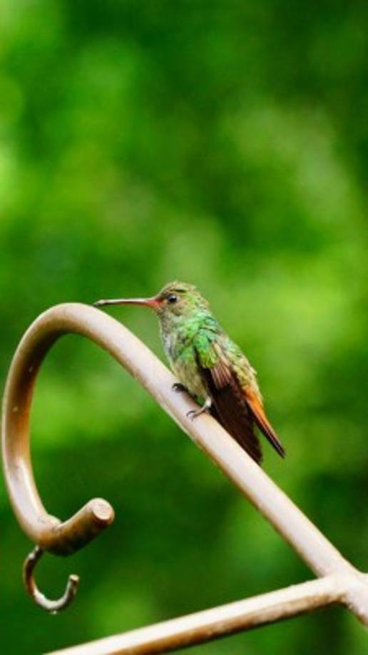 Jeff Gordon, presidente de la Asociación Americana de observadores de Aves, se quedó sorprendido durante su visita por la facilidad con que se pueden ver las más extrañas especies voladoras